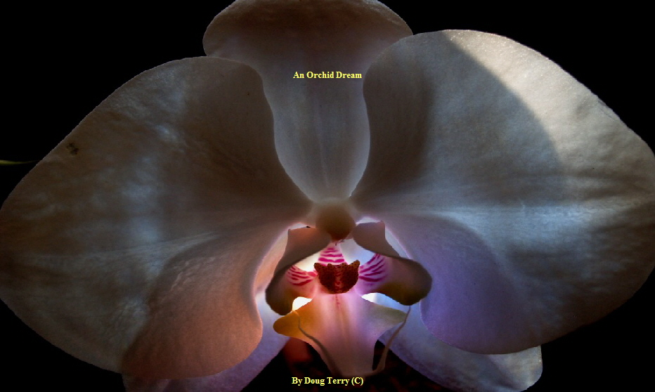 An Orchid Dream




























By Doug Terry (C)