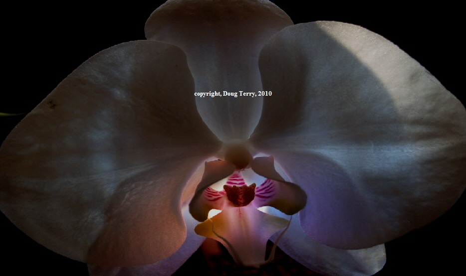 copyright, Doug Terry, 2010



































By Doug Terry (c)